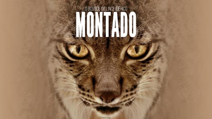 “Montado, O Bosque do Lince Ibérico” estreia hoje na televisão em Portugal “Montado, O Bosque do Lince Ibérico” estreia hoje na televisão em Portugal