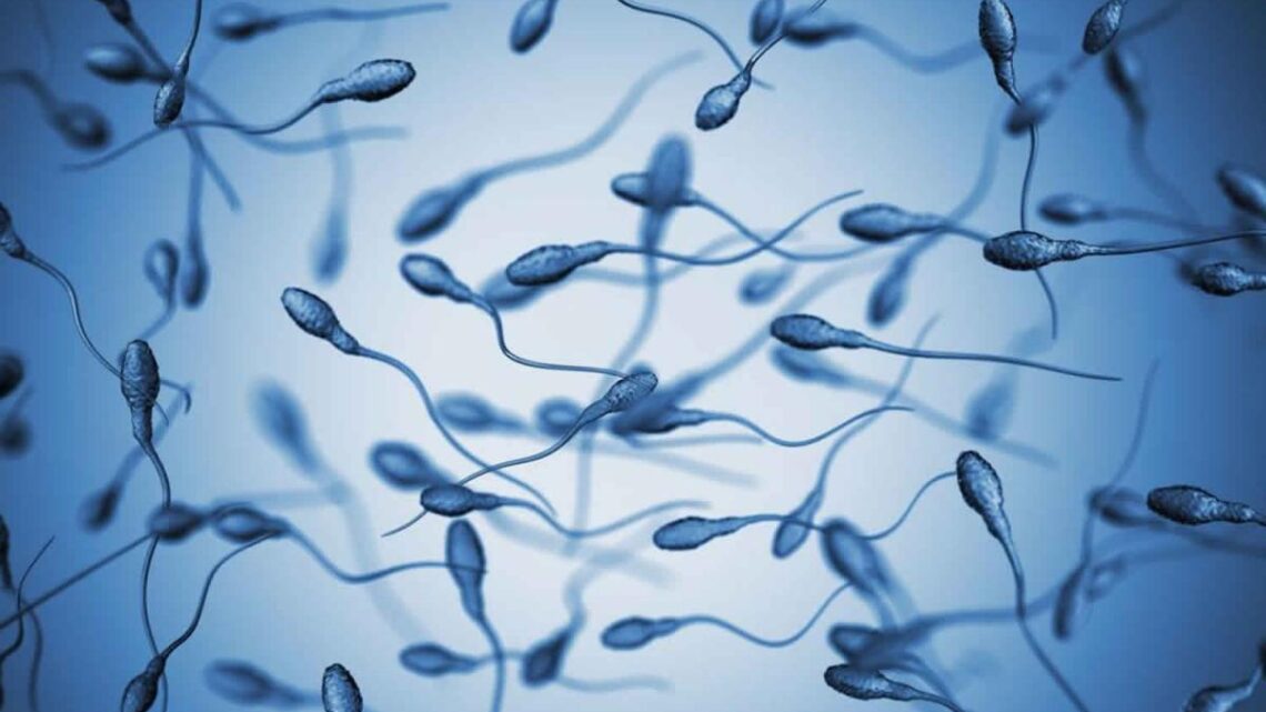Inteligência artificial para ajudar homens inférteis Inteligência artificial para ajudar homens inférteis