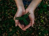 sustentabilidade e inovação ecológica